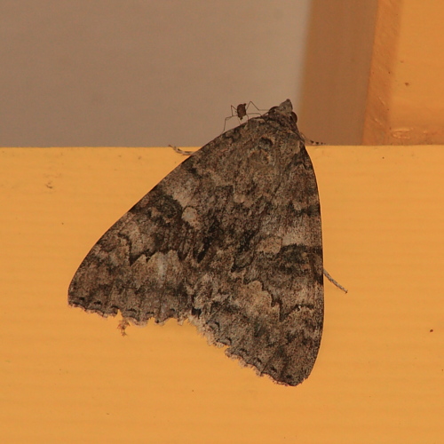 Catocala nupta (Red_Underwing).JPG